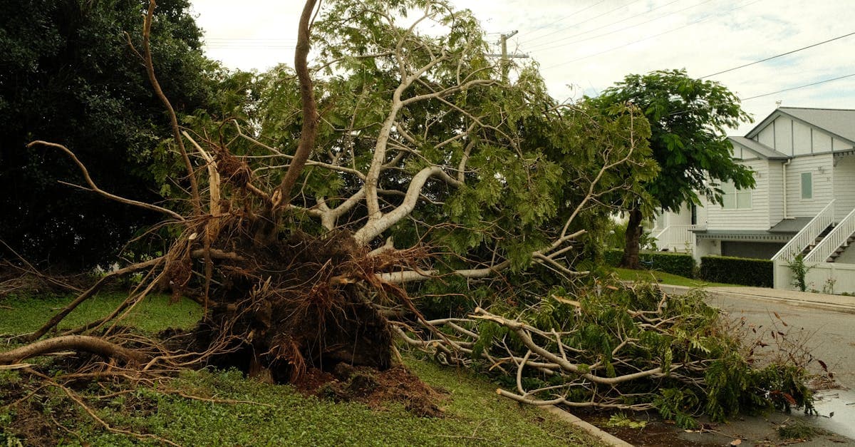 Cover Image for Tree Falls on Your Fence: Insurance Coverage Explained